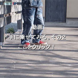 投げゴマ