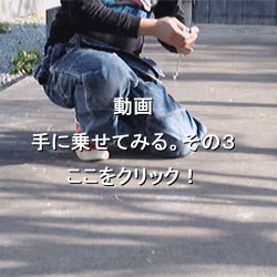 投げゴマ