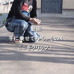投げゴマ