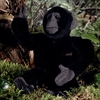 Koesen/P-Z S ~j /@Gorilla, klein