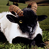 ケーセン社ねそべり角の羊