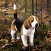 Koesen/P-Z  r-O / BEAGLE, STANDING