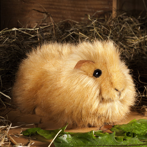 Koesen/P-Z  bg  / GUINEA PIG