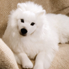  {Xsbc  / JAPANESE SPITZ LYING