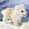 zbLNIIJ~̎q  / POLAR WOLF PUPPY STANDING