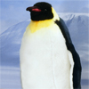 cyM() / EMPEROR PENGUIN