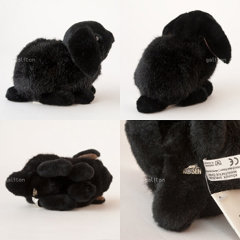 P[Z Koesen h[tbv̎q  YOUNG DWARF LOP, BLACK