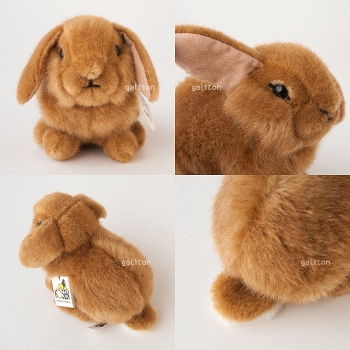 P[Z Koesen h[tbv̎q  YOUNG DWARF LOP, ROST-COLOURED