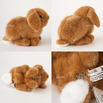 P[Z Koesen h[tbv̎q  YOUNG DWARF LOP, ROST-COLOURED