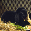 h-tbv  / DWARF LOP, BLACK