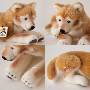 P[Z Koesen Č  SHIBA INU, LYING