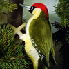 -bpAIQ / EURASIEN GREEN WOODPECKER