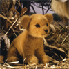 qCI /LION CUB, SITTING