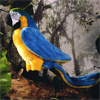 RSECR/BLUE-AND-YELLOW MACAW