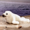 AUV̐Ԃ / RINGED SEAL BABY