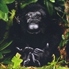 S̕e / GORILLA, MOTHER